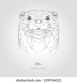 otter sketch head vector graphics monochrome hand drawn vector illustration