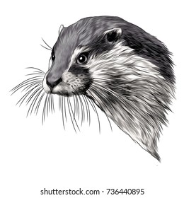 otter sketch head vector graphics color picture