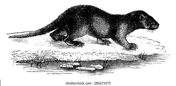 Otter, vintage engraved illustration. Natural History of Animals, 1880.
