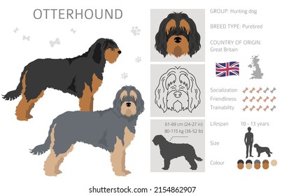 Otterhound clipart. Different poses, coat colors set.  Vector illustration