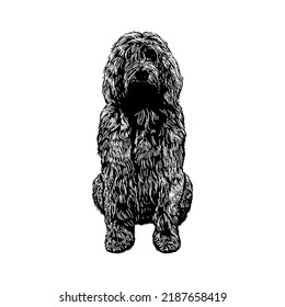 Otterhound hand drawing vector illustration isolated on white background