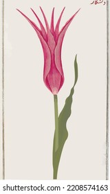 ottoman tulip era tulip drawing