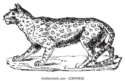 Ounce or Panthera Uncia or Irbis or Snow Leopard, vintage engraved illustration. Dictionary of words and things - Larive and Fleury - 1895.