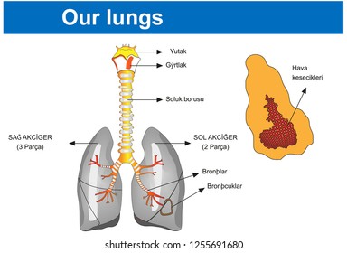 Our lungs - Biology Course helper shapes, human body, cell, joints and bones