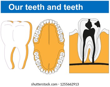 Our teeth and teeth, Biology Course helper shapes, human body, cell, joints and bones