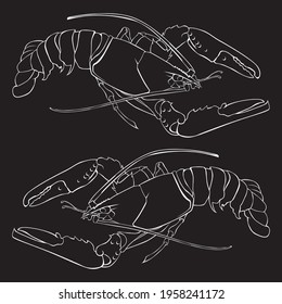 out line vector of two lobster tails in black and white