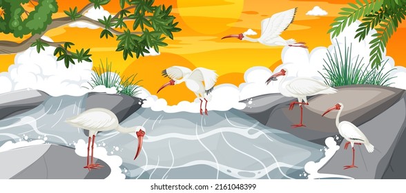 Outdoor scene with American white ibis group  illustration