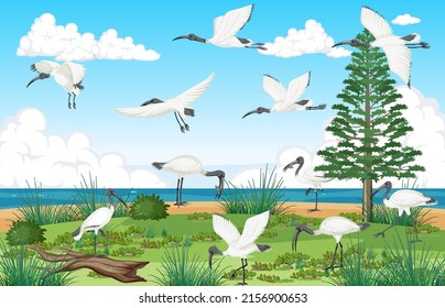 Escena al aire libre con ilustración del grupo Ibis blanco australiano