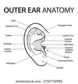 Outer Ear Anatomy Diagram – Detailed Medical Illustration of Auricle Structure