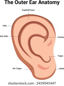 Outer Ear Anatomy Vector Illustration