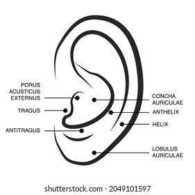 The outer ear. Organ of hearing. Anatomy ear.