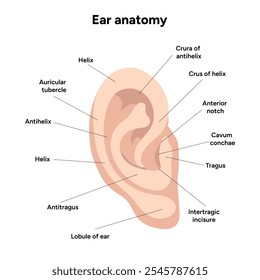 Outer Ear structure and function anatomy. Human ear vestibular system