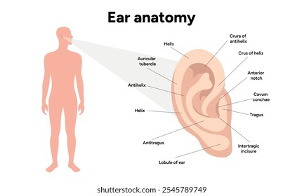 Outer Ear structure and function anatomy. Human ear vestibular system