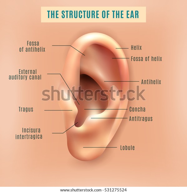 Outer external part of human ear structure picture and\
definitions medical anatomy educative background poster vector\
illustration  