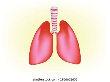 Outer view of human lung, realistic illustration of a human fresh and healthy lung 