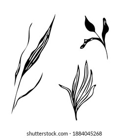 Outline abstract leaves plants. Modern design element for floral badges and logo. Vector botanical black and white isolated