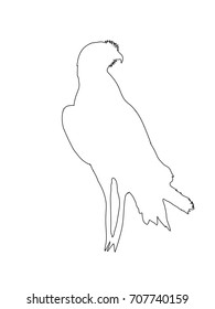 Outline of an african Chanting Goshawk - digitally handdrawn illustration on white background