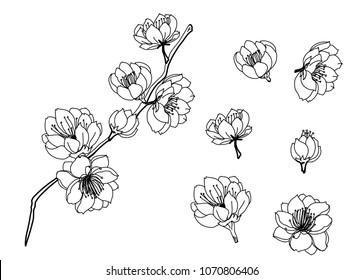 outline almon flower isolate on white background.peach blossom vector set.cherry blossom or Sakura Japanese flower.