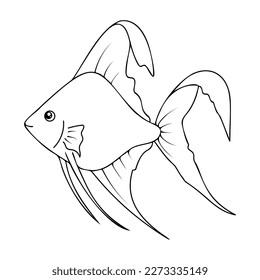 Outline Angelfish isolated on a white background. Vector image of an angel fish