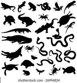 Outline of the animal world