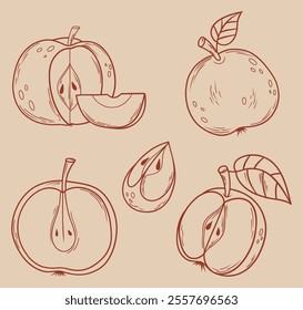 Outline Apples. Linear hand drawings. Natural piece of fruit with leaf, cut, slice and half. Isolated food elements. Vector illustration. Coloring Page, design, decoration and decor