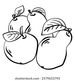 Outline apples and pears, simple coloring page with autumn harvest vector illustration