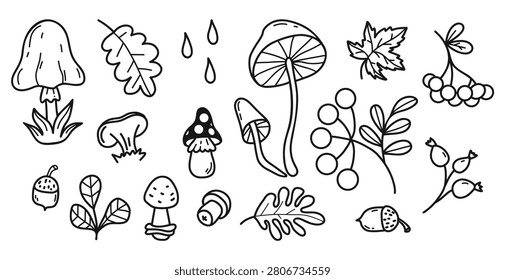 Outline Autumn Forest Doodle Set. Oak Leaves, Mushrooms, Fly agaric, Rowan, Acorns, Berries and Raindrops Clipart. Element Isolated Line Art Hand Drawn. Vector Illustration