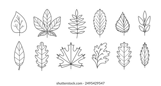 Outline autumn leaves clipart. Black and white fall foliage icons, doodles, stickers. Line art, contour, sketch. Golden cozy season. Forest. Vector isolated on white.
