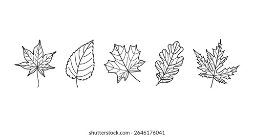 Outline Autumn Leaves Set Hand Drawn Black and White Line Art for Coloring and Seasonal Designs