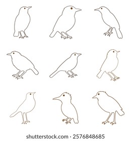 Outline Babbler Bird Illustration Design Set