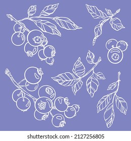 Outline berries. Vector illustration. Isolated branches and leaves