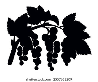 Outline black ink hand drawn fresh ripe raw sweet health nutritious green rubrum dessert emblem design retro art doodle line print style. Close up floral twig botanic view light sky text space pattern