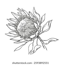 Outline black and white protea flower. Realistic botanic illustration. Vintage floral cover design