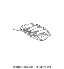 Outline black and white sketch of bergamot leaf on isolated background. Botanical plant vector illustration. Exotic kaffir lime. For decoration, food, aromatherapy and medicine. Hand drawn.