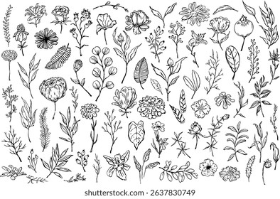 outline botanical, foliage leaves flowers branches collection, isolated vector illustration