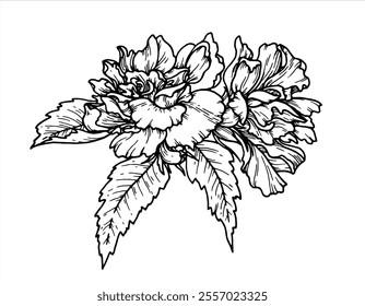 Kontur botanische Vektorgrafik der Blume mit Blättern. Handgezeichnetes Blumenelement mit einem Buschzweig. Perfekt für die Erstellung von grafischen Ressourcen im Linienkunststil und Verpackungsdesigns.