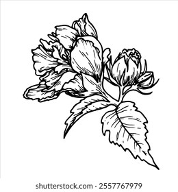 Kontur botanische Vektorgrafik der Blume mit Blättern. Handgezeichnetes Blumenelement mit einem Buschzweig. Perfekt für die Erstellung von grafischen Ressourcen im Linienkunststil und Verpackungsdesign.