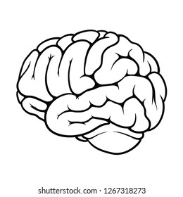 Outline of a brain on the white background