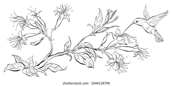 Outline branch with  flowers and flying hummingbird. Vector coloring page