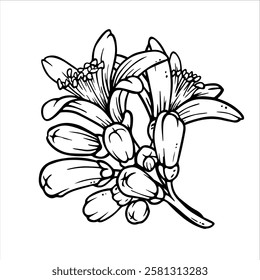 Contornos e flores de citrinos. Esboço de tinta com flor de limão ou tangerina. Composição de primavera em preto e branco. Inflorescência desenhada à mão em estilo de gravação para impressão de ervas daninhas ou design de louças