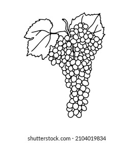 The outline of a bunch of grapes. A hand-drawn drawing. Element for wine label
