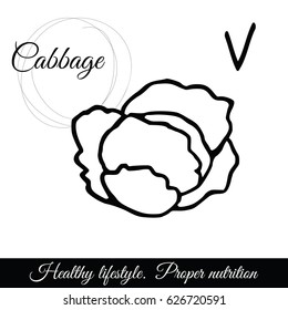 Outline cabbage vector icon/White cabbage line sketch isolated on white background.  Logo, sign on the theme of proper nutrition and healthy lifestyle.
