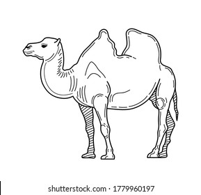 Outline camel icon. Hand drawn vector illustration of two-humped camel or bactrianus. Zoo animal. Vector illustration.