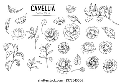 Outline of camellia flowers. Set of hand drawn illustrtions converted to vector. With transparent background or with fill