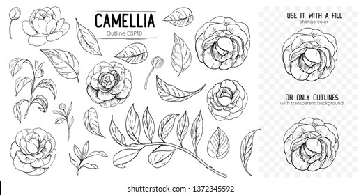 Outline of camellia flowers. Set of hand drawn illustrtions converted to vector. With transparent background or with fill