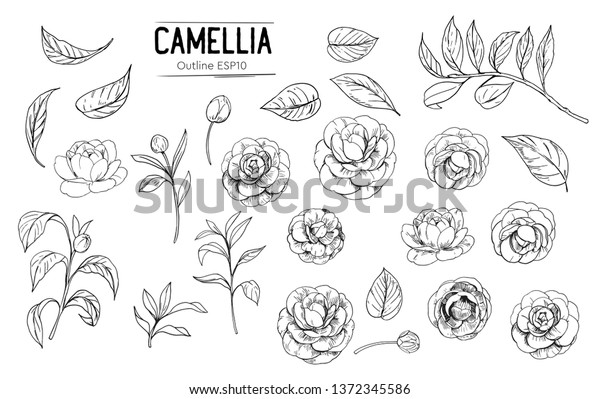 Outline\
of camellia flowers. Set of hand drawn illustrtions converted to\
vector. With transparent background or with\
fill