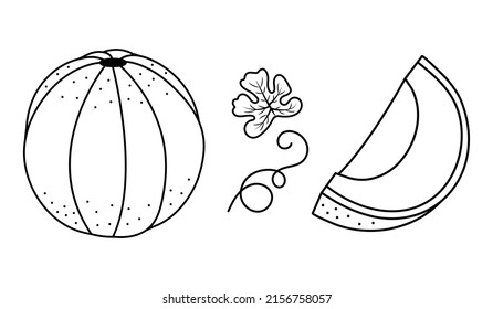 Outline Cantaloupe Fruit Food Sliced Whole Melon and Leaf Vine Shape 