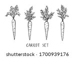 Outline carrot. Realistic simple doodle style. Vector vegetables