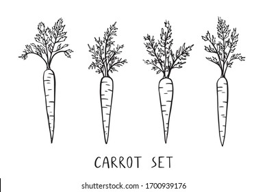 Outline carrot. Realistic simple doodle style. Vector vegetables