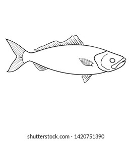 outline cartoon illustration of dace